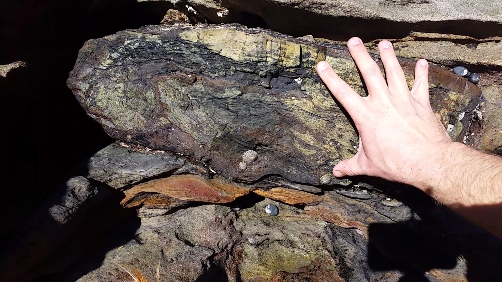 Glossopteris