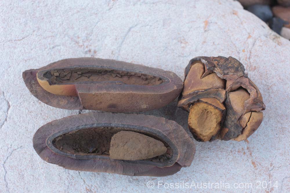 ironstone concretion