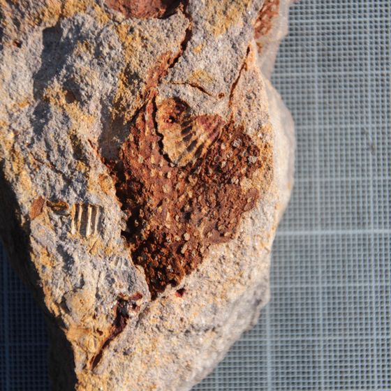 Bryozoa 2