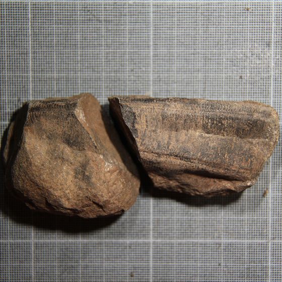 Conulariid