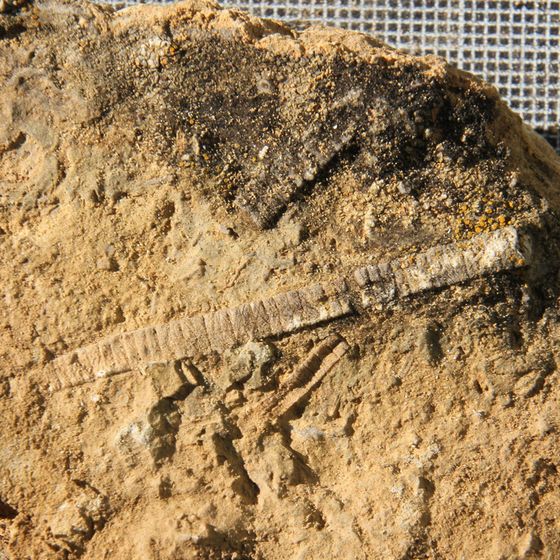 Crinoid 3