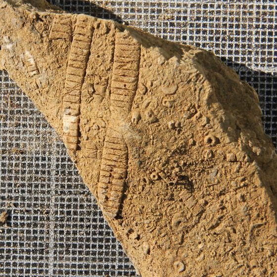 Crinoid 5