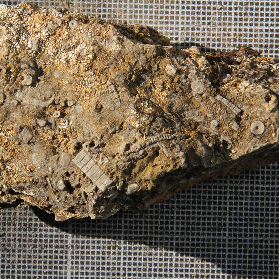 Crinoid 6