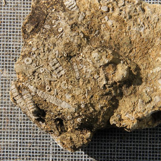 Crinoids 4