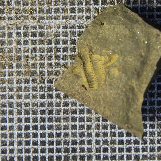 Encrinurus Trilobite