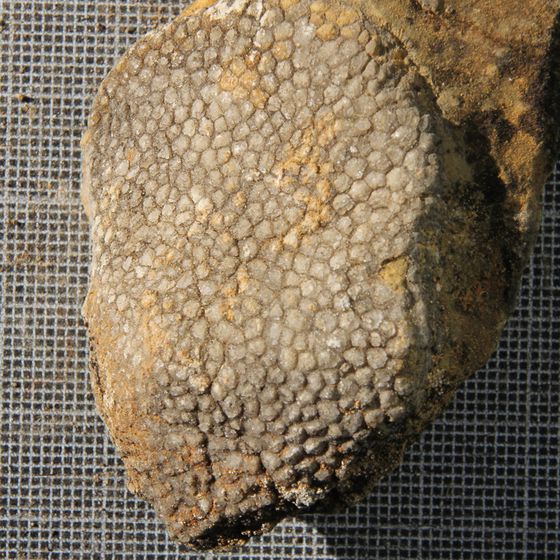 Favosites 3