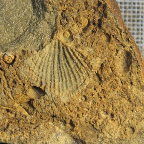'Spinella' Brachiopod