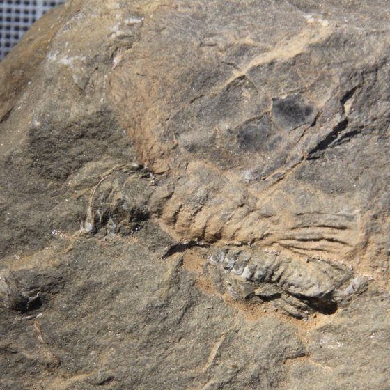 Odontopleura Trilobite