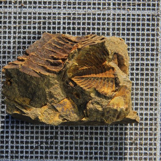 Proteus &amp; Encrinurus Trilobite