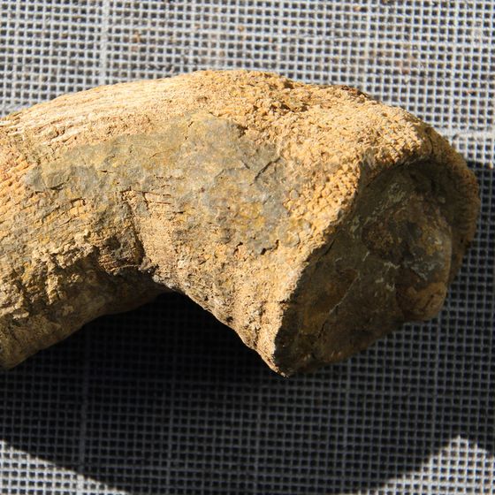 Rugose Coral2