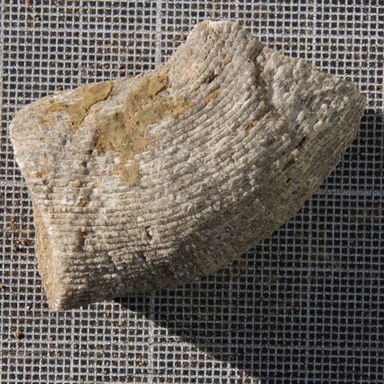 Rugose Coral4