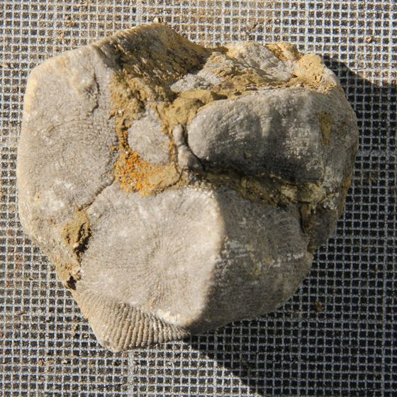 Rugose Coral 7