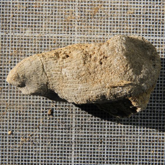 Rugose Coral 8