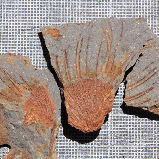 Spiny brachiopod