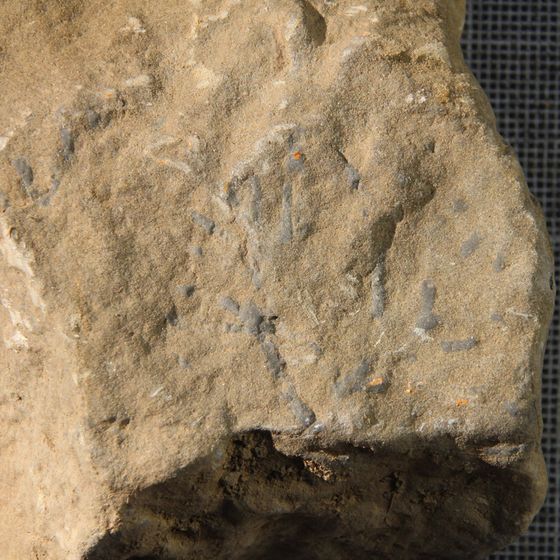Syringopora