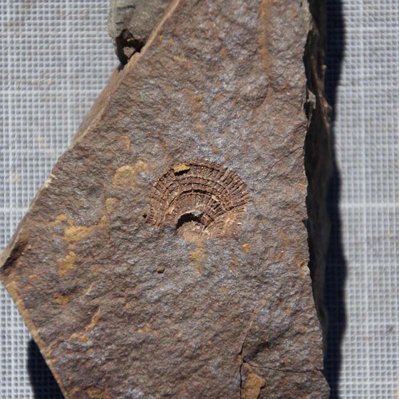 Leptagonia fossil2