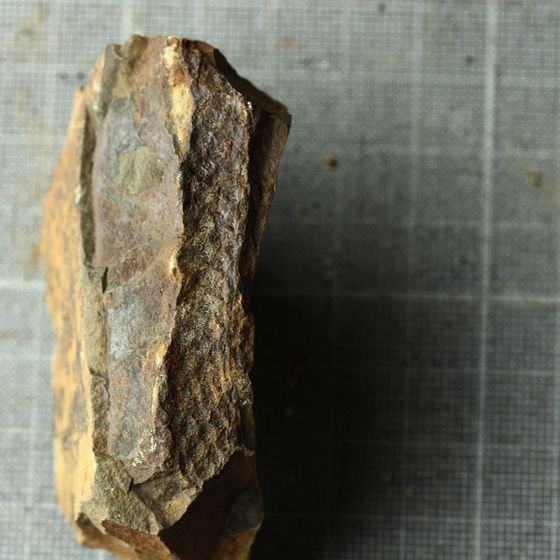 Lepidodendron